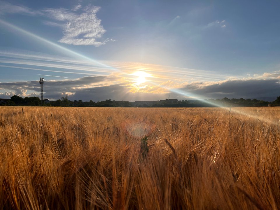 Foto: Richard Mücke Sonne über Feld